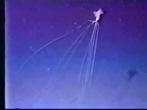 Bigfin Squid (Magnapinna Sp.) Rare Footage 6