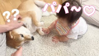 次女が柴犬をパパと認識してしまい困っている
