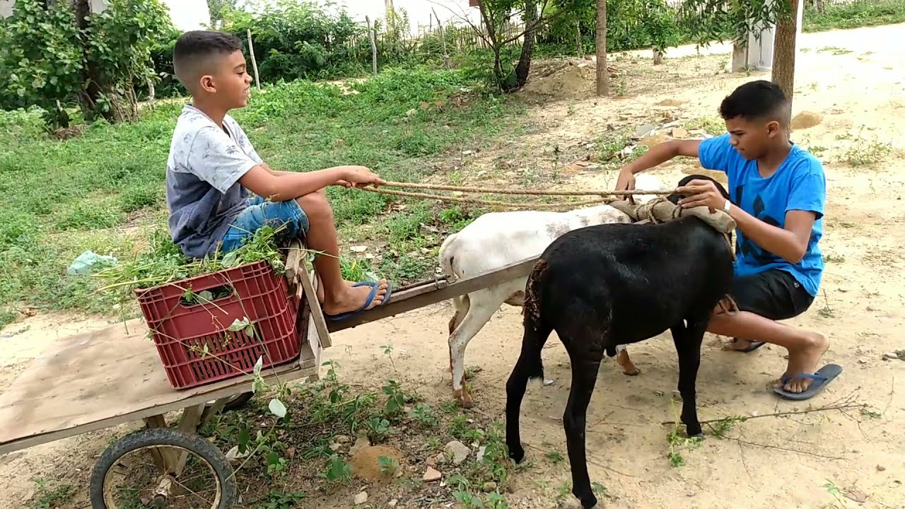 Indo tirar ração com os carneiros