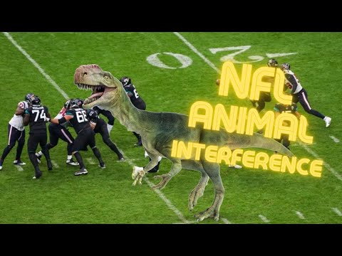 BEST OF ANIMAL INTERFERENCE