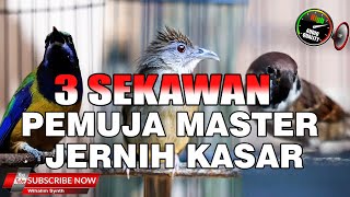 KOMPILASI MASTERAN BURUNG CUNGKOK VS GEREJA GACOR VS KAPAS TEMBAK GACOR UNTUK PEMUJA SUARA KASAR