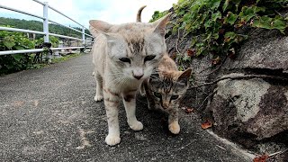島の野良猫の堤防パトロールを観察する