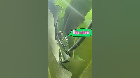 Chặt bắp chuối