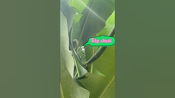 Chặt bắp chuối