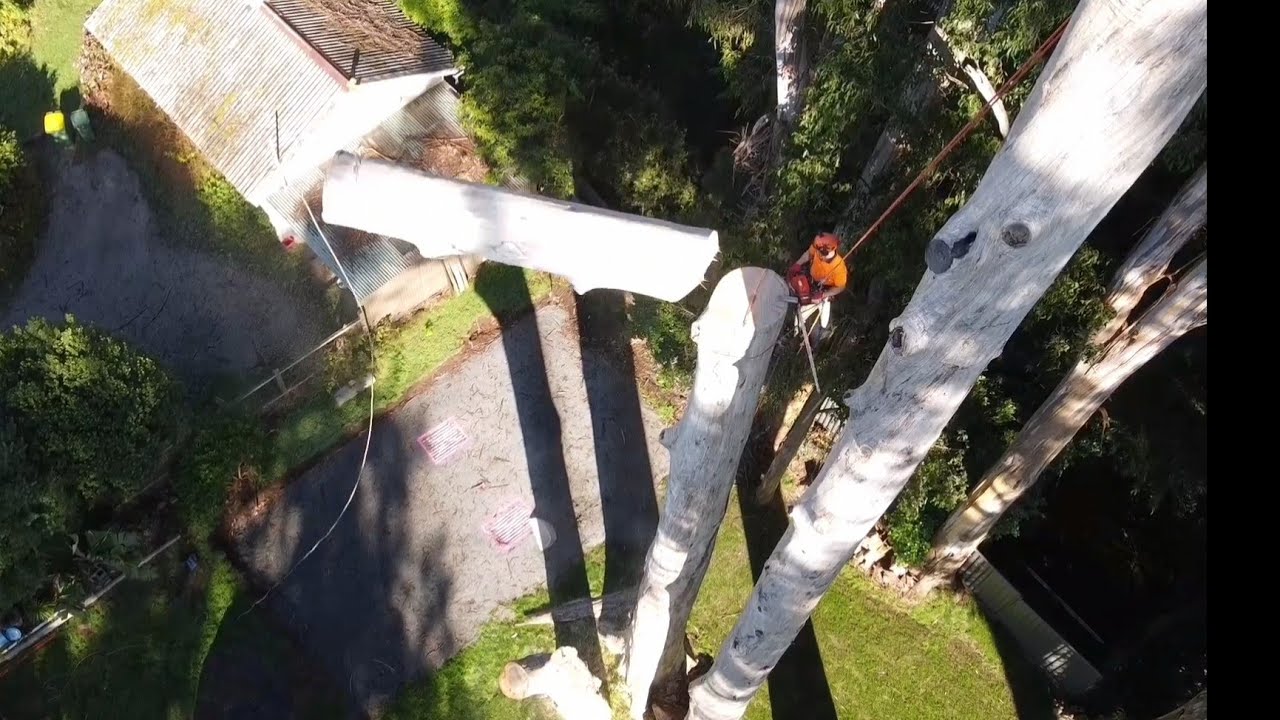 3120xp Chainsaw: drone footage of making craters dropping big timber