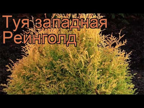 Video: Reingold - dekorativ thuja. Tavsif, etishtirish xususiyatlari