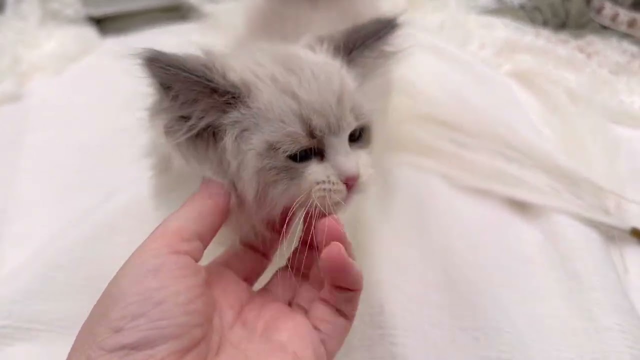 Ava 💜 Blue Bicolor Ragdoll Kitten