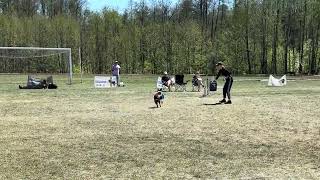 Braze - Frizgility lvl 2 | ONION DISC CUP