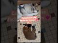 La Cohabitation Des 2 SЕ Urs Et L†Affirmation De Sept 🐠‍❠️🐠рџ Chien Husky Chienheureux La Cohabitation Des 2 SЕ Urs Et L†Affirmation De Sept 🐠‍❠️🐠рџ Chien Husky Chienheureux