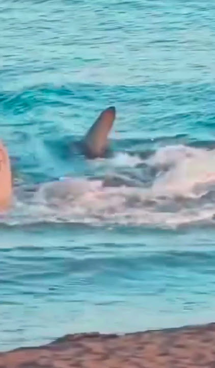 Shark sighting resulted in a beach closure in Gran Canaria Sunday. #shark #sharks #grancanaria