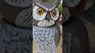 What The Name Of This Bird A Patu.