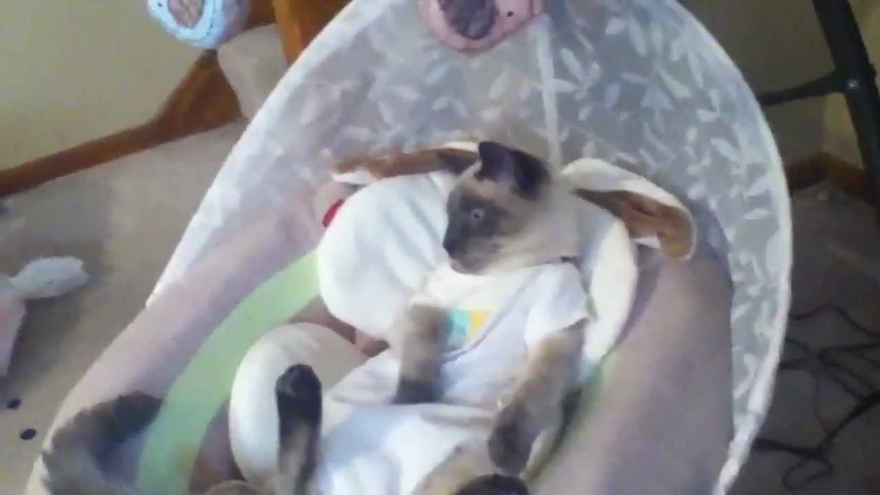 Cat Loves Baby Swing YouTube