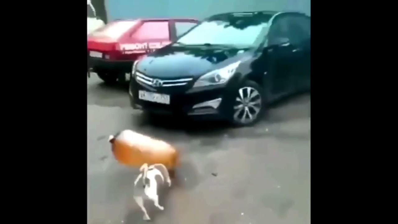 Dog gets nuked YouTube