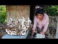 Woman Cooking pork intestine for dogs - three dogs and one monkey - Survival Skills E1