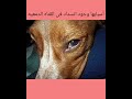إلتهاب الجفن الثالث عند الكلاب