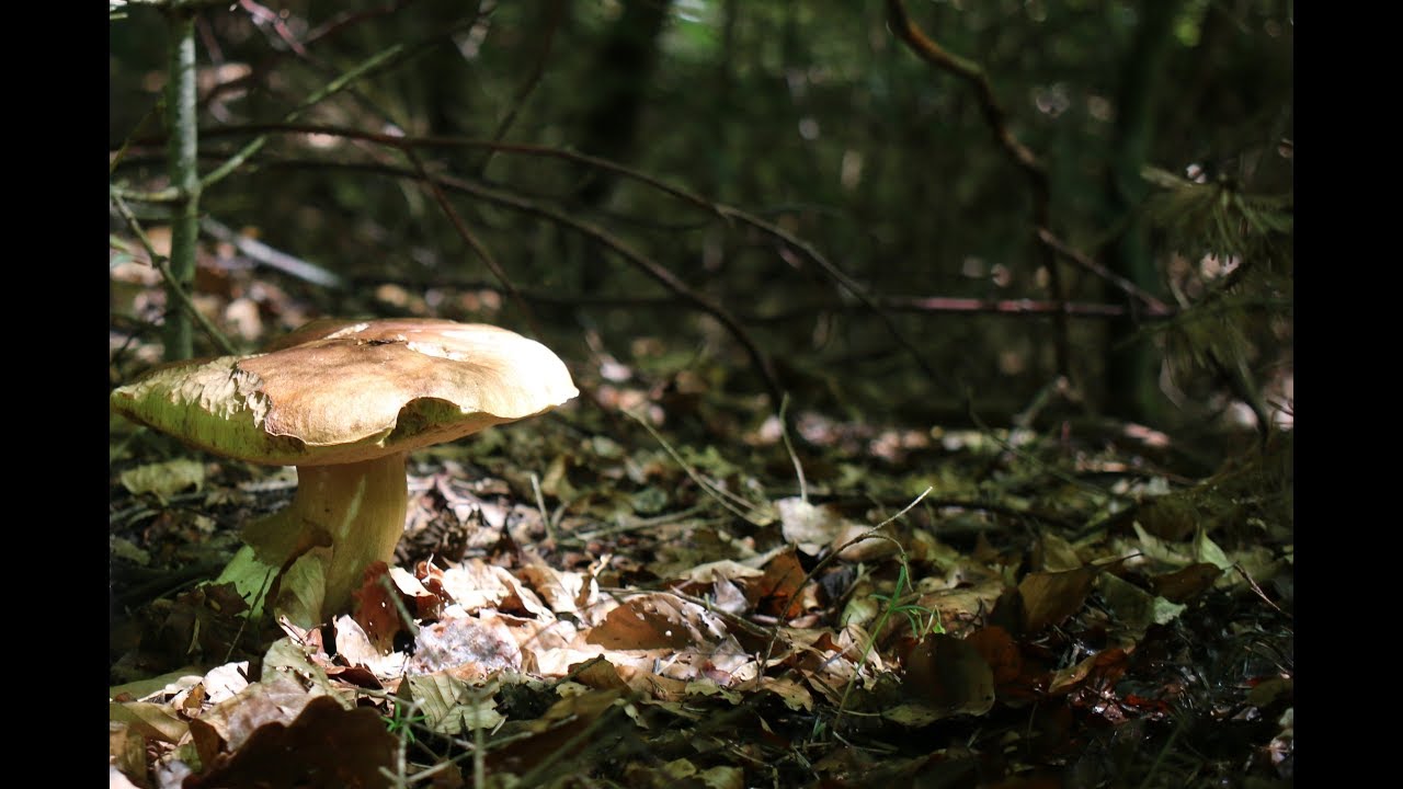 Un gros Cèpe: Le Gaillard (Juin 2019)