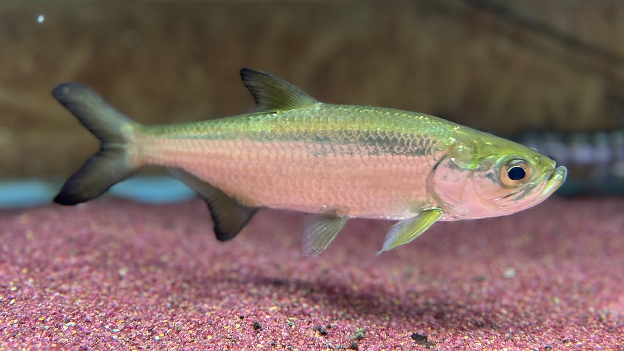 とんでもない魚を飼い始めました
