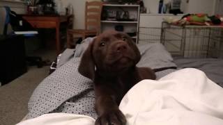 Adorable Chocolate Lab puppy 7 weeks by Benjamin Nelson 24,614 views 8 years ago 1 minute, 57 seconds