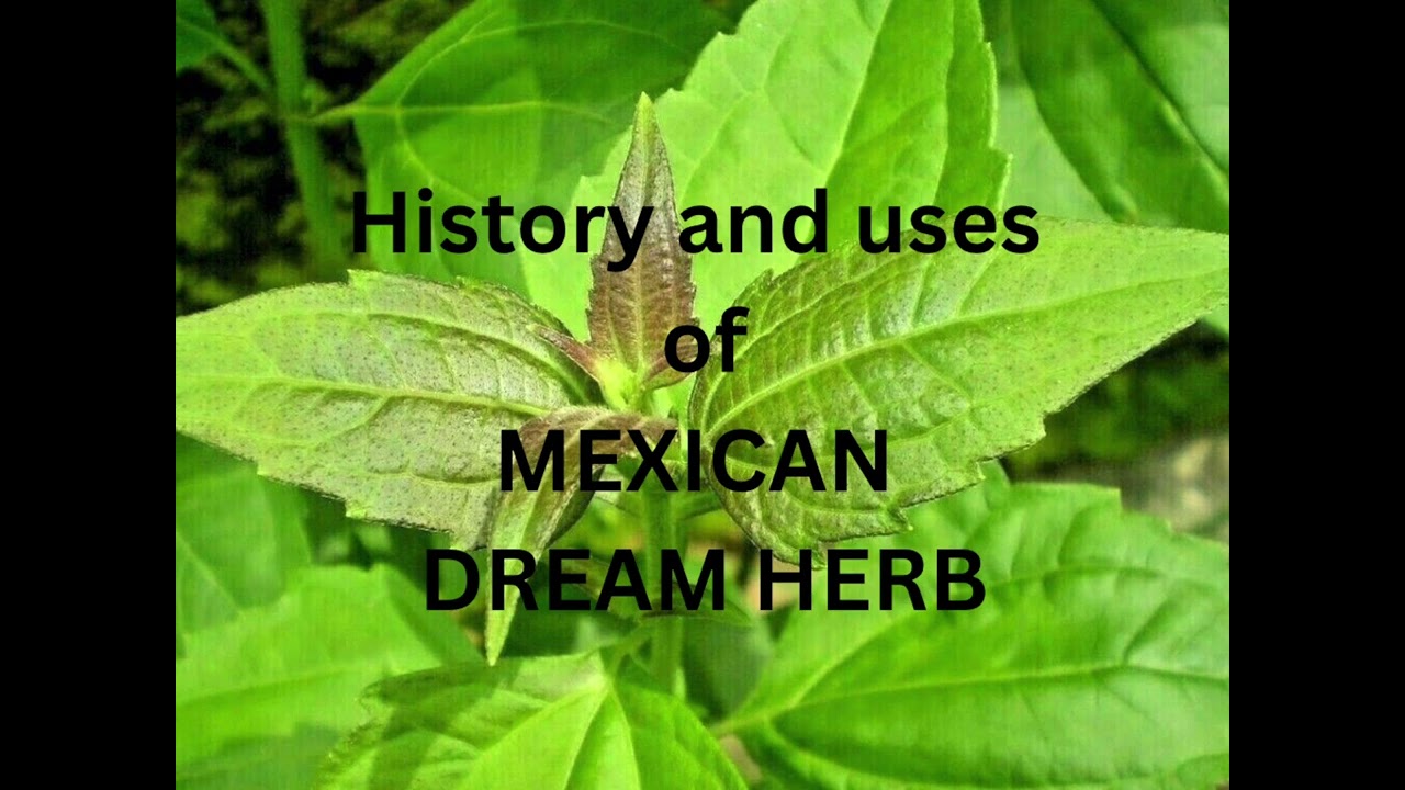 Unlocking the Secrets of Calea Zacatechichi: Exploring its Ancient History and the Enigmatic Smoke