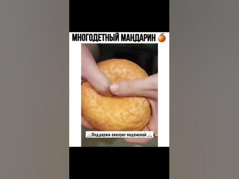 Необычный мандарин 🍊 #мандаринки #юмор #мем #мемы #shorts - YouTube