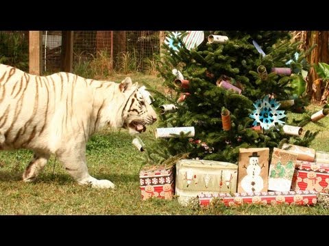 A Big Cat Christmas!