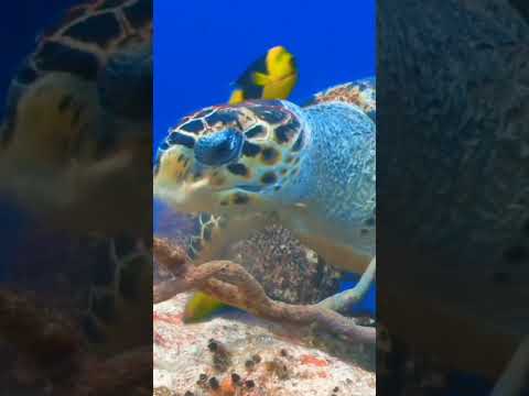 Beautiful Life Tortoise/Tortoises