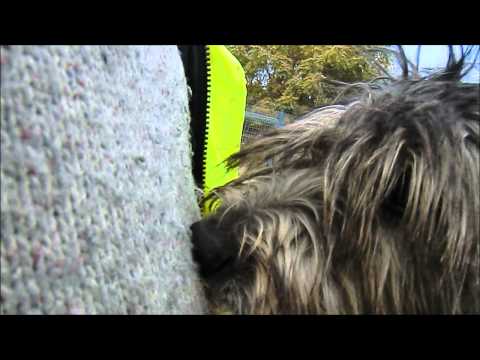 Video: Monses Nya Kampanj Inkluderar Hundar För Adoption