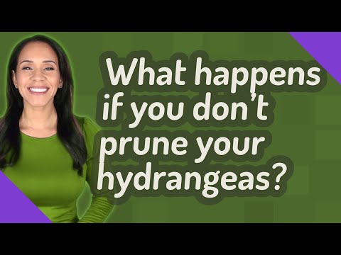 What happens if you don't prune your hydrangeas?
