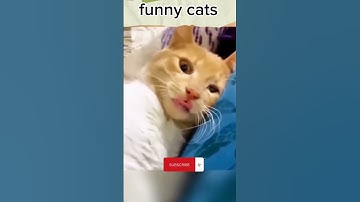 "Laughing Cat-tastrophe: Hilarious Feline Antics!"#sorts #youtubeshorts #youtube