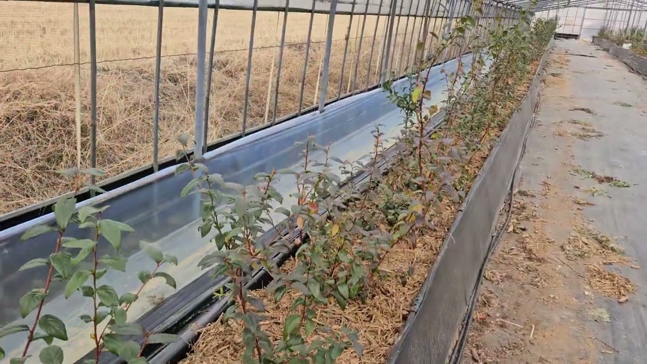 블루베리 농장 소나무우드칩 멀칭작업 멀칭을 하는 이유에 대해서 이야기 하며 공유해 봅니다.