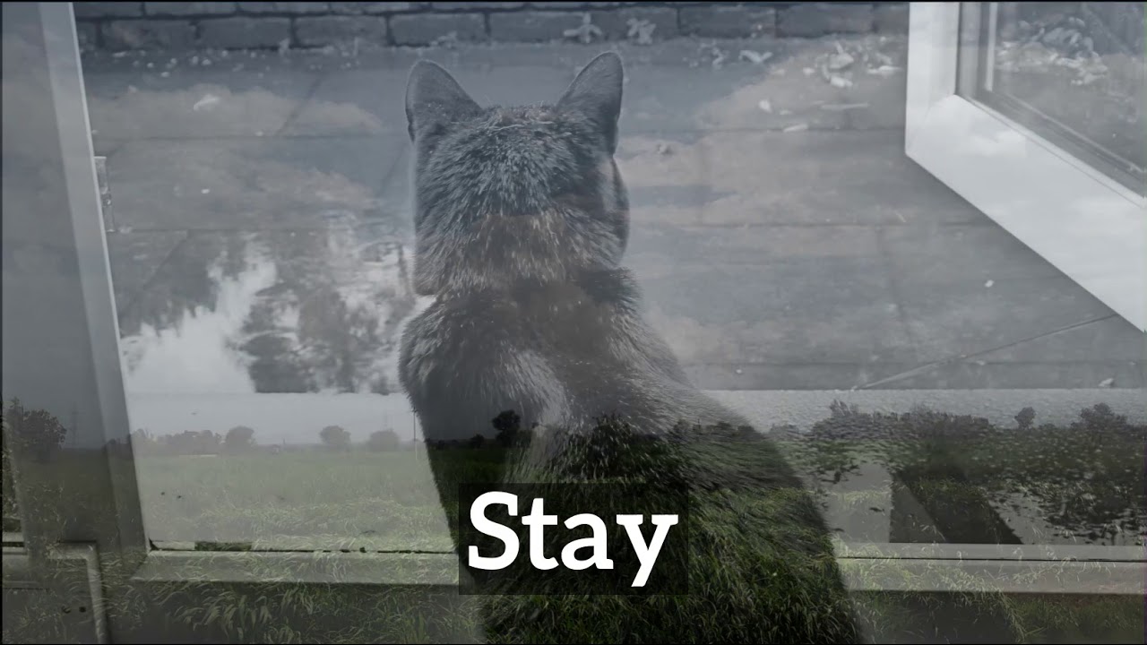 What Is Stay How Does Stay Look How To Say Stay In English YouTube