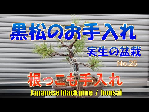 bonsai)8年目の黒松を整えます。No.25 - YouTube