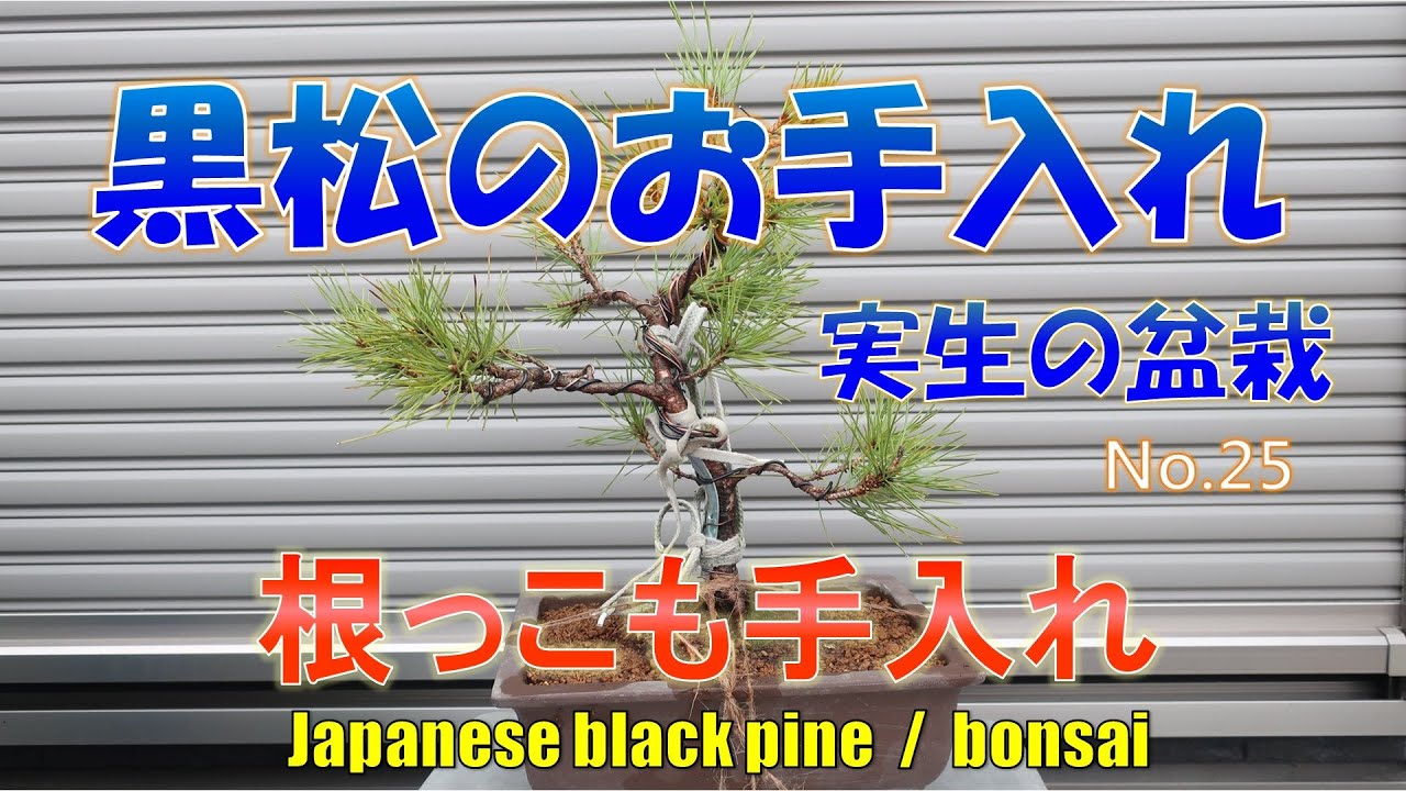 bonsai)8年目の黒松を整えます。No.25 - YouTube