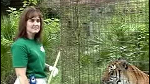 Big Cat Rescue Operant Conditioning - Big Cat TV