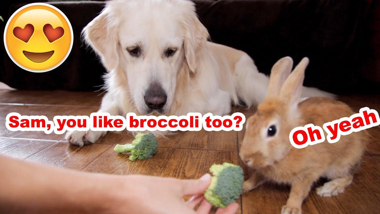 Dog and Rabbit Eat Vegetables Together [Cuteness Overload] YouTube