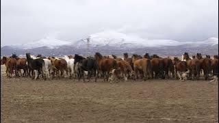 #Kuda#Liar#Hidup di alam bebas#https://youtube.com/channel/UCiW3aA8Cx7aOxFIyZV_kiPA