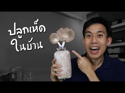 ปลูกเห็ดนางฟ้ากี่วันได้กิน