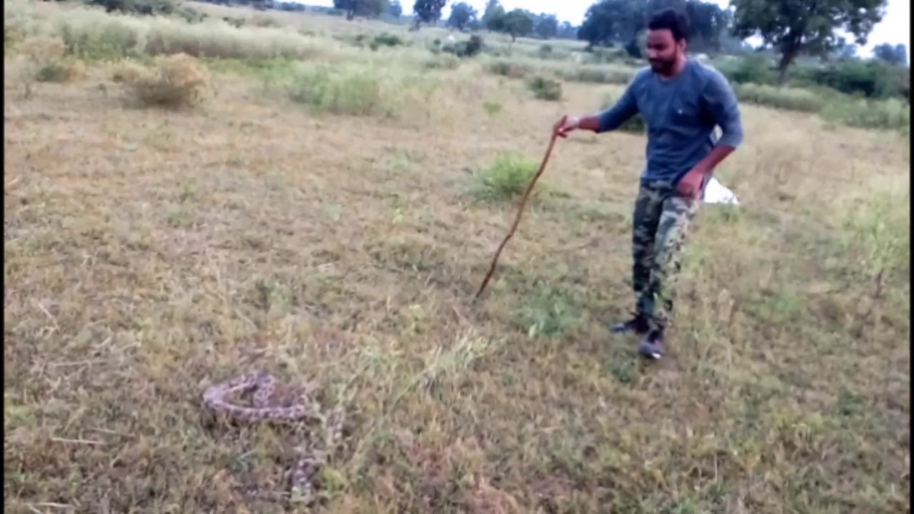 camera iphone 8 plus apk My first encounter with an Indian Rock Python