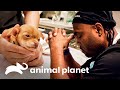 Un cachorro de chihuahua llegó de urgencia a la clínica | Veterinarios de Texas | Animal Planet Mp3 Song