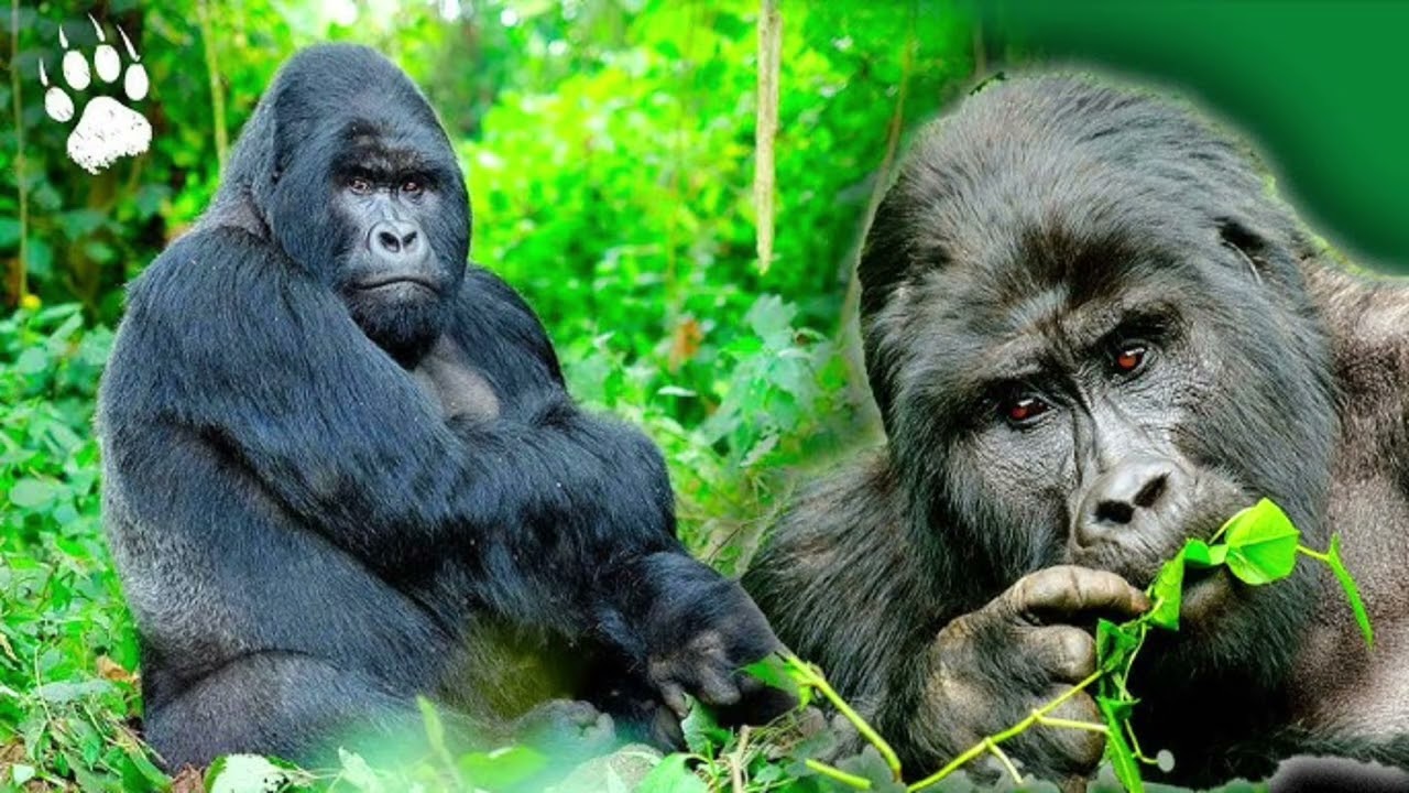 “Freedom in the Wild 🇺🇸 | Yosemite Full Episode”