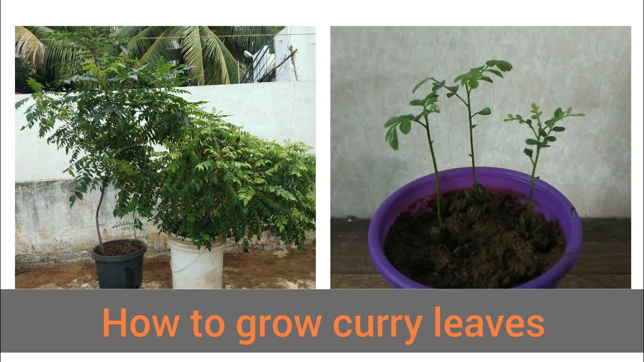 How to grow curry leaf plant कड़ी पत्ता how Grow Kadi Patta Plant