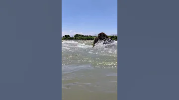 Kapisa Afghan 