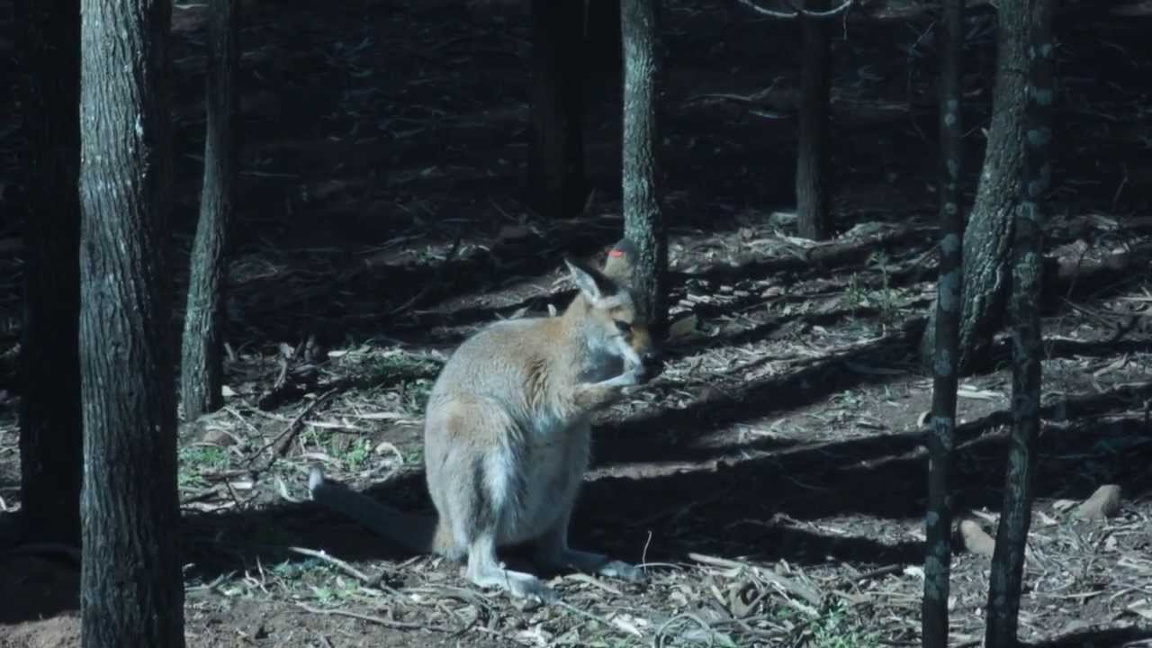 Kangaroo Emu Wallaby Video with Didgeridoo Melody YouTube