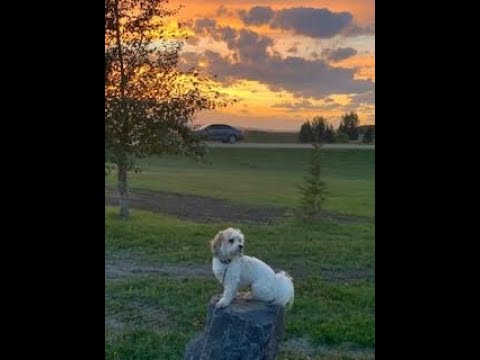 Calgary Live Cam