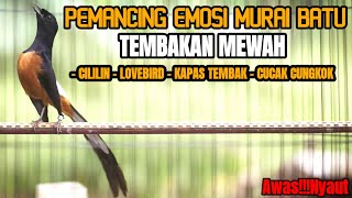 PANCINGAN MURAI BATU NEMBAK CILILIN LOVEBIRD KAPAS TEMBAK SEKETIKA BIKIN NYAUT