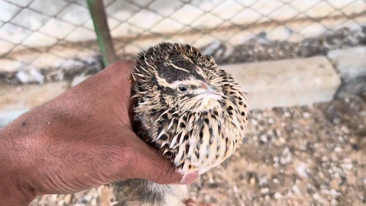 تفريق بين ذكر وأنثى في السمان