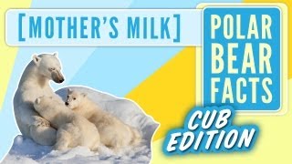 Polar Bear Cub Facts - Mothers Milk - To The Arctic IMAX