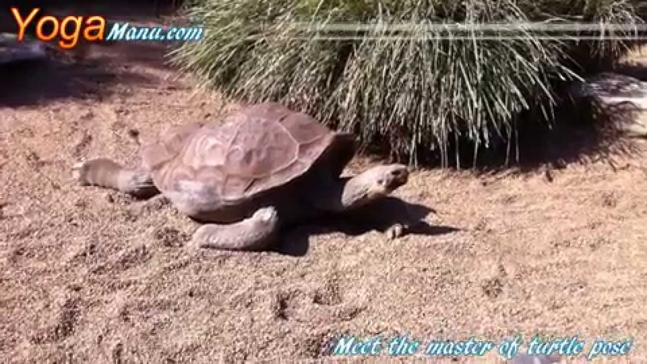 Meet the Master of Turtle Pose
