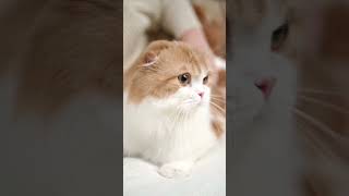 Amazing Cute Cat. Part :1