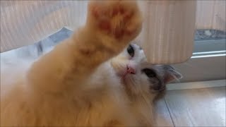 優しい白モフ猫、飼い主のウザ絡みにも優しいリアクション